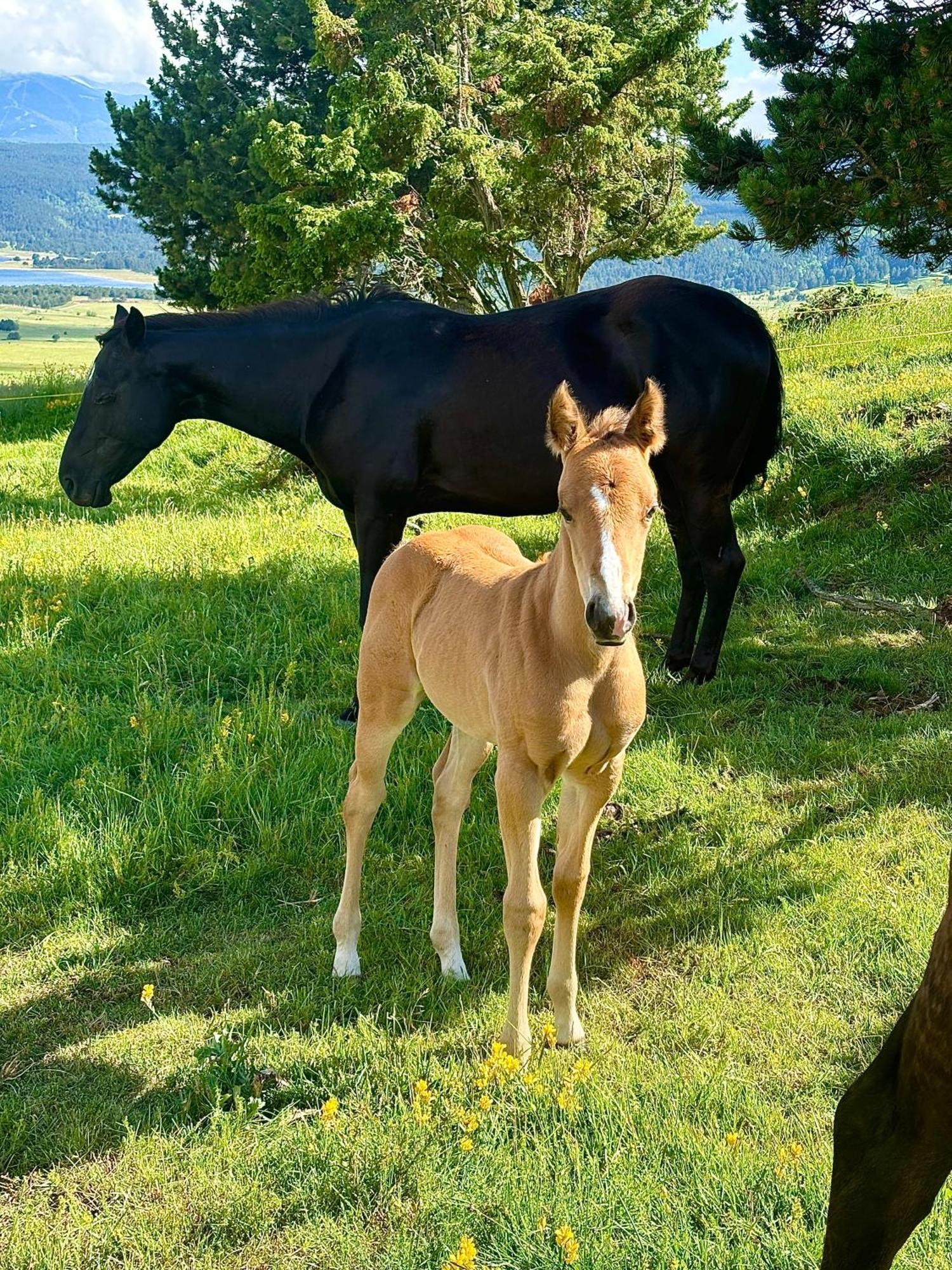 Gite Ranch Le Serpolet Лез Англ Екстериор снимка